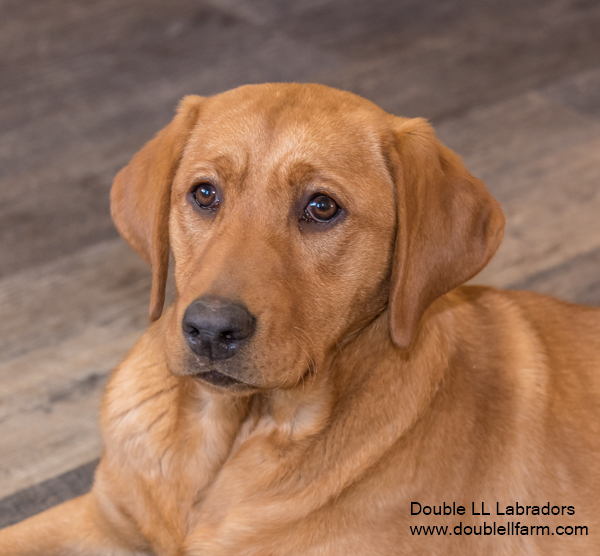 Double LL Labradors - Lab pups - SK - CKC