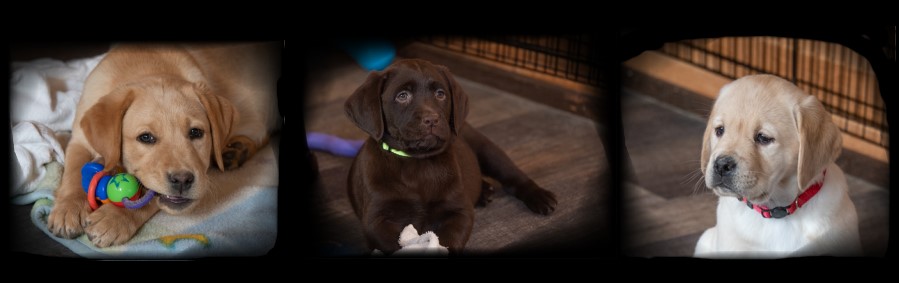 Double LL Labradors - Chcolate and Yellow Lab pups SK