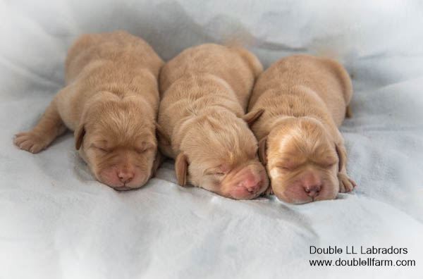 Double LL Labradors - yellow Lab puppies