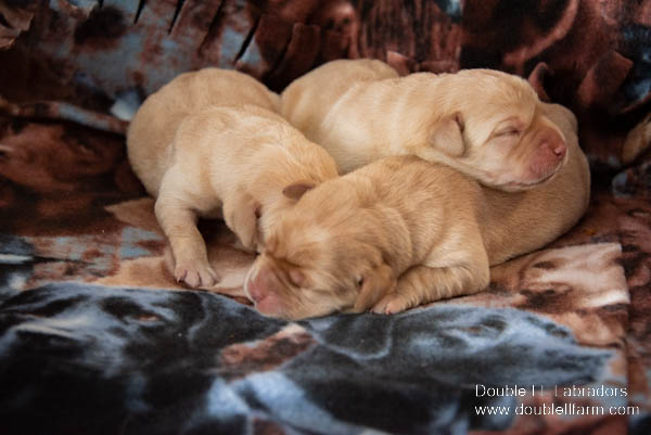 Double LL Labradors - yellow Lab puppies