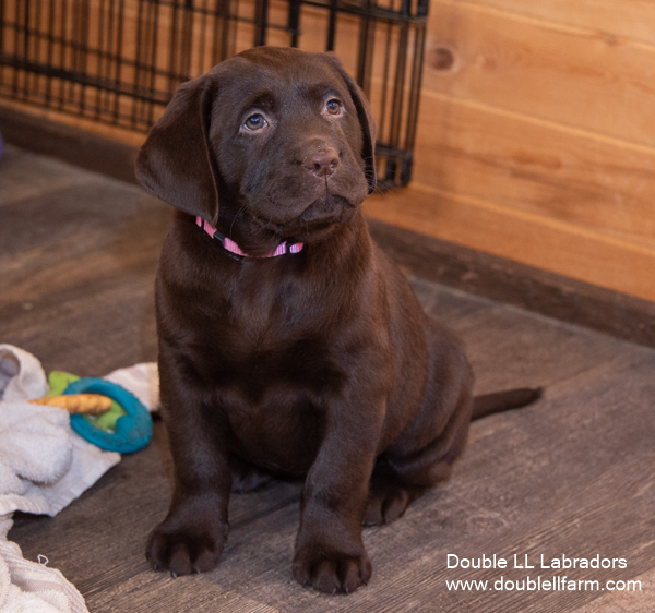 Double LL Labradors - chocolate Lab - Lab pups in Canada
